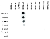 H3K4me3 | Histone H3, trimethylated lysine 4 (H3K4me3) (10 ĩg) in the group Antibodies Plant/Algal / DNA/RNA/Cell Cycle / Plant Epigenetics/DNA methylation at Agrisera AB (Antibodies for research) (AS16 3190-10)